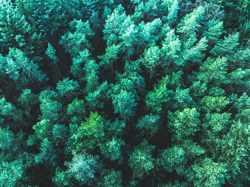 Dennenbos in de winter gezien vanuit de lucht 