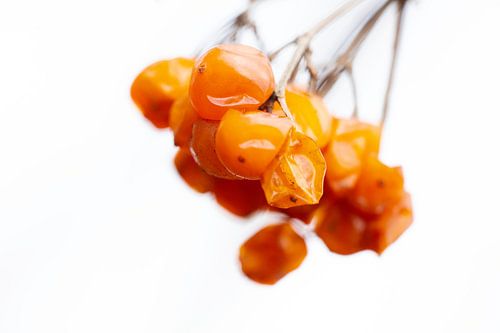 Leuchtende Beeren im Detail