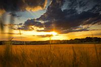 Champ de blé au coucher du soleil