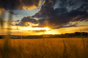 Wheat field in sunset by Stefan Kreisköther