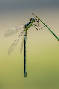 Demoiselle couverte de gouttes de rosée sur la lande de Teveren