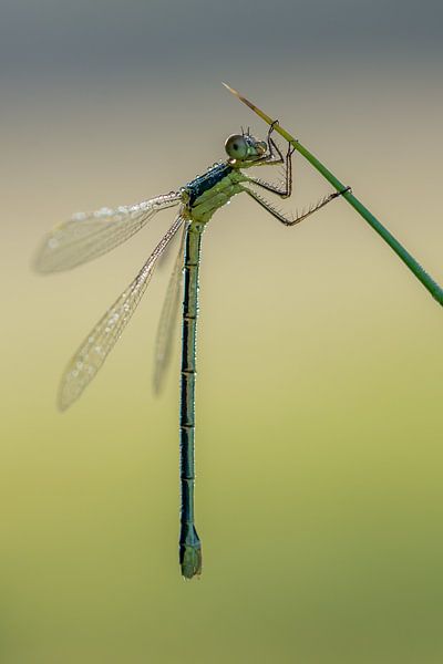 Mit Tautropfen bedeckte Kleinlibelle in der Heide von Teveren von John van de Gazelle fotografie