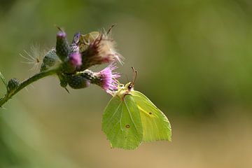 Citroen vlinder van Karin Jähne