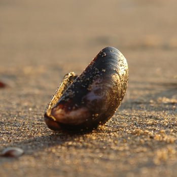 La lumière dorée de la plage, la sérénité au bord de la mer