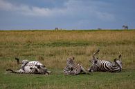 wentelende zebra's van Peter Michel thumbnail