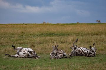 wentelende zebra's van Peter Michel