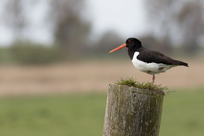oystercatchers by Rolf Pötsch