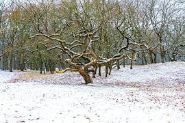 beautiful tree in the snow by Merijn Loch