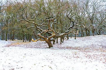 prachtige boom in de sneeuw van Merijn Loch