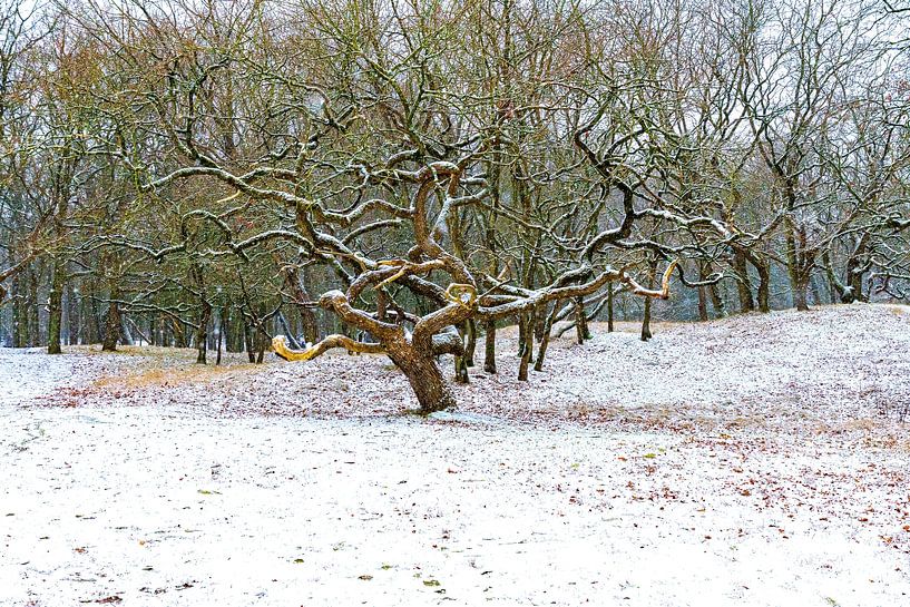 prachtige boom in de sneeuw van Merijn Loch