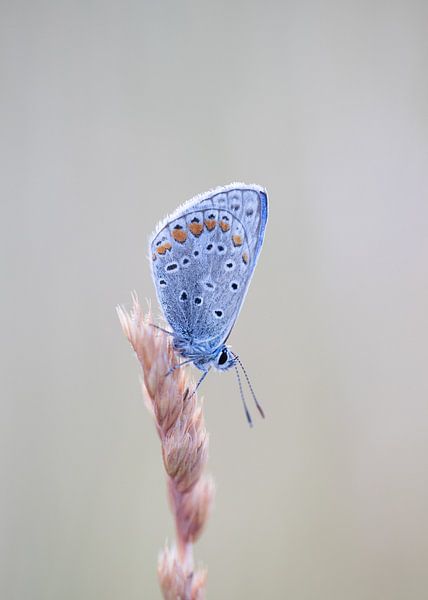 Icarus blue 1 by Maaike Munniksma