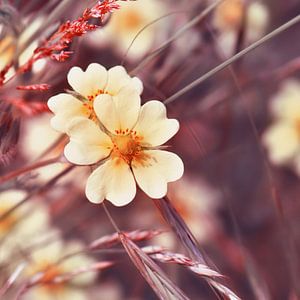 Wilde bloemen van Violetta Honkisz