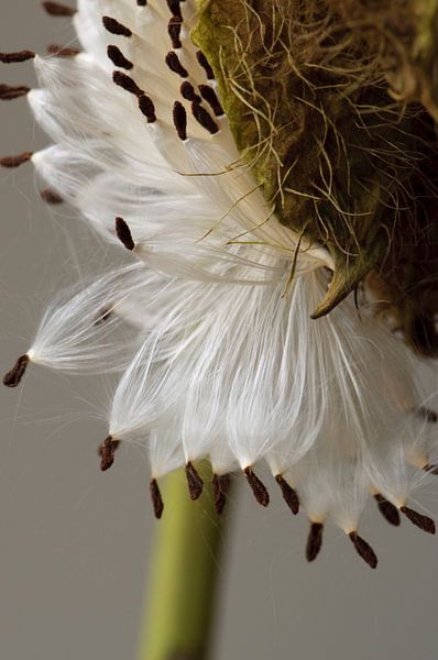 Saatgut der Seidenpflanze von Margot van den Berg