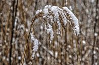 Besneeuwde rietpluim van Frans Blok thumbnail