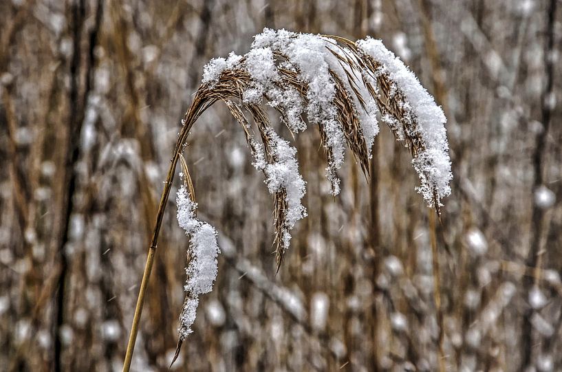 Besneeuwde rietpluim van Frans Blok