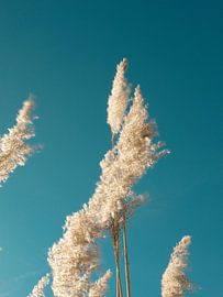 Naturposter: Pampasgras von Niels van der A