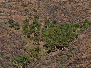 Forêt de palmiers en Grande Canarie sur Timon Schneider