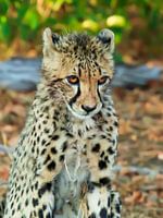 Shy Cheetah,