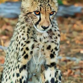 Shy Cheetah, von Frans  de Best