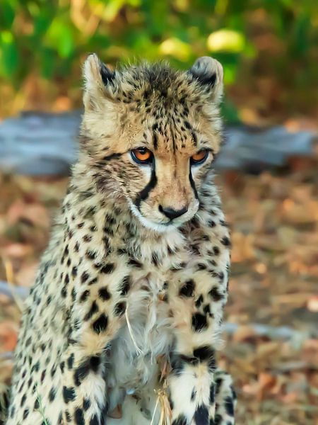 Shy Cheetah, by Frans  de Best