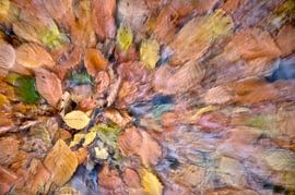 Leaves by frans bouwmeester