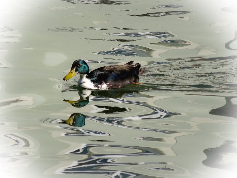 Duck Luck by Josef Rast Fotografie