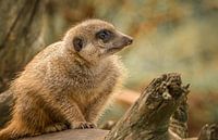 Nahaufnahme eines wachen Erdmännchens in warmen Herbsttönen