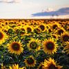 Champ de tournesol sur Steffen Gierok