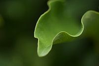 Magnoliblad