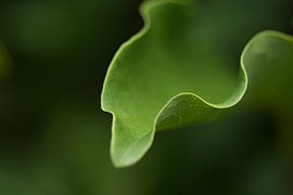 Magnolia leaf by IntoCircles