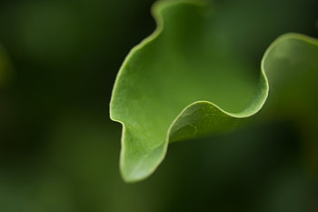 Magnoliblad