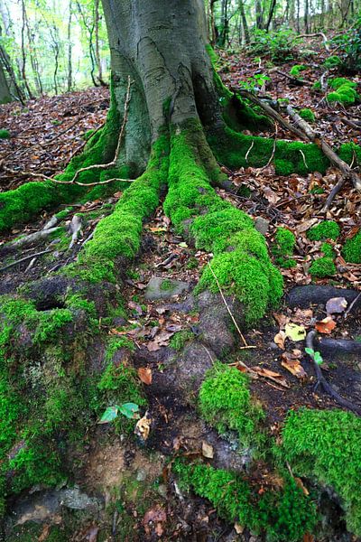 Wild and romantic Kellerwald by Thomas Jäger