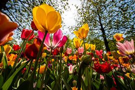 Tulips in various Colors by Brian Morgan