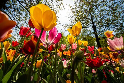 Tulpen in diverse Kleuren