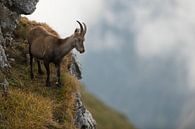 Alpine Ibex ( Capra ibex ), adult female, on a steep cliff in high mountains range, watching down to by wunderbare Erde thumbnail