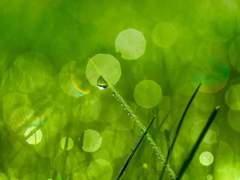 Vert comme l'herbe par Anouschka Hendriks