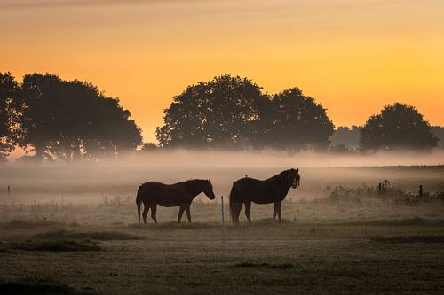 ponies's in the fog