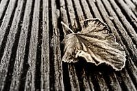Blad
