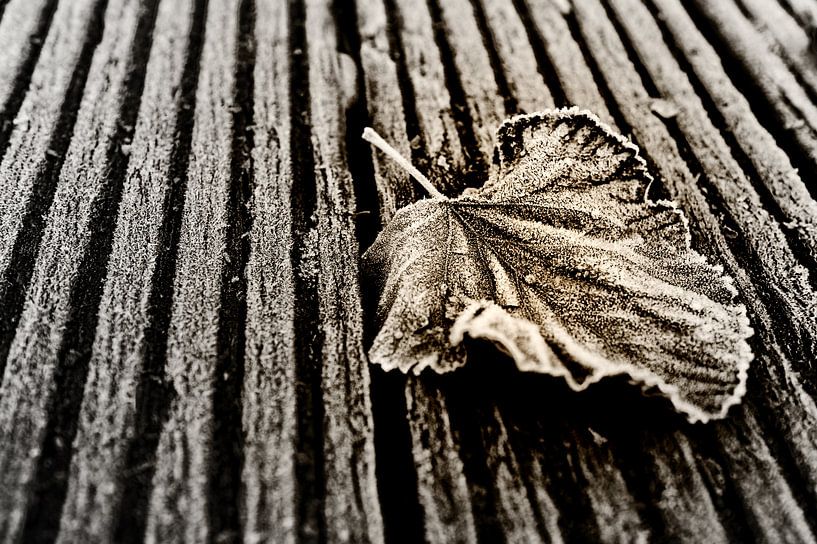 Blad by Henk Marks