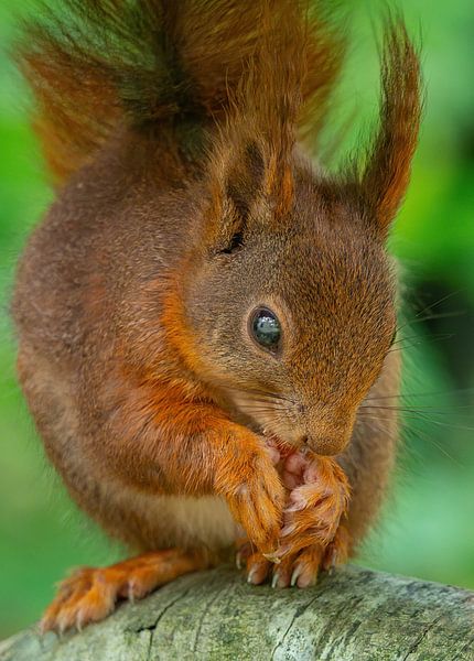 Squirrel by arnemoonsfotografie