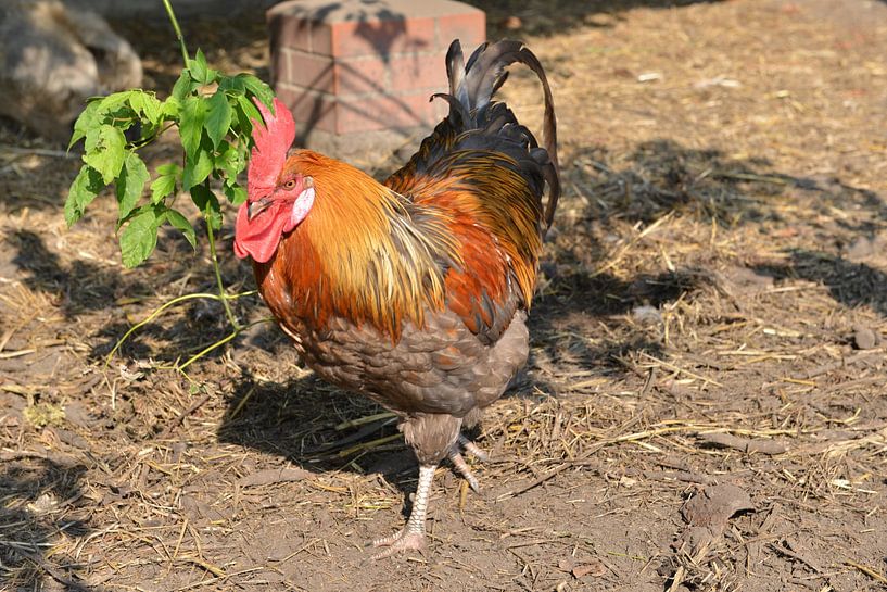 Un coq fier à la ferme des enfants par Silva Wischeropp