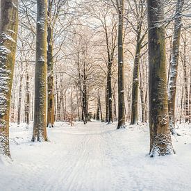 Forêt de Speulder [Matin d'hiver doré I] sur rosstek ®