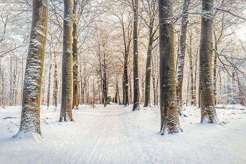 Speulder forest [Golden Winter Morning I] by rosstek ®