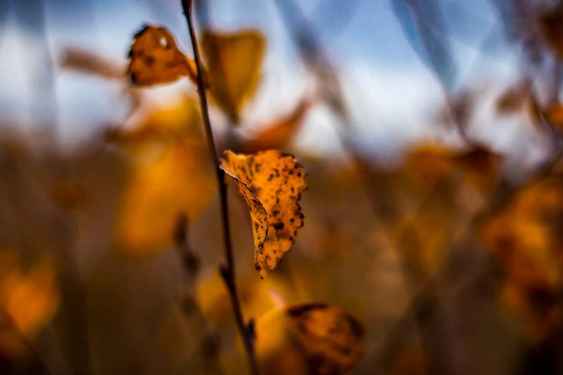 Herbst von Evita Pierik