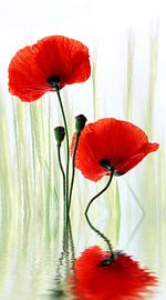 papavers