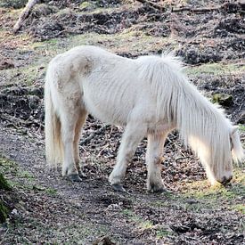 Wild horse stands grazing by whmpictures .com