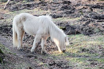 Wildpferde auf der Weide