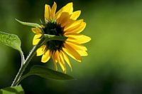 Yellow and green, sunflower in autumn