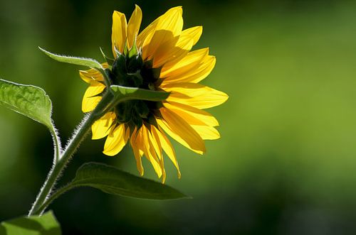 Geel en groen, zonnebloem in de herfst