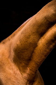 Close-up horse 9 by Lina Heirwegh